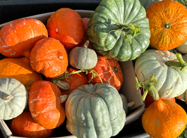 Climbing & Sprawling Vege Hub