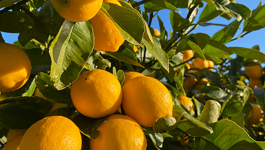 Lemon Frequently Asked Questions