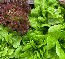 Lettuce Growing Guide