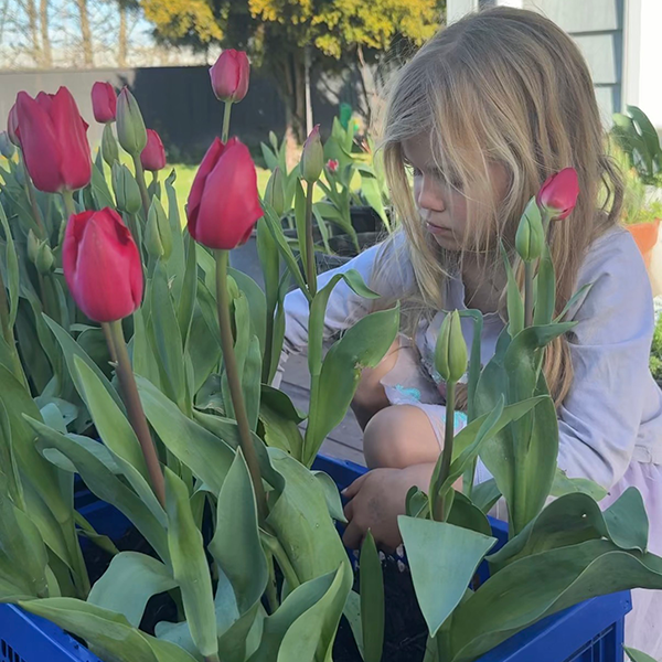 Tui tulips planted in a crate