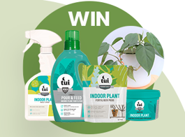 Win an indoor plant pack