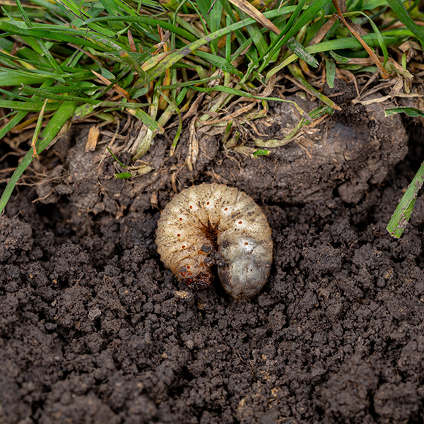 Tui common lawn pests grass grub