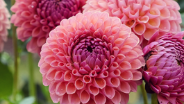 Bulb Frequently Asked Questions