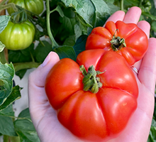 Tomato Growing Guide
