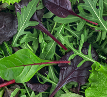 Mesclun Growing Guide