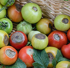 Blossom end rot on tomatoes