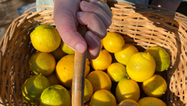 Citrus Frequently Asked Questions