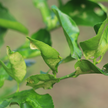 Why are my lemon tree leaves curling?