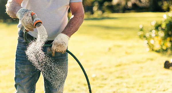 Tui watering an established lawn