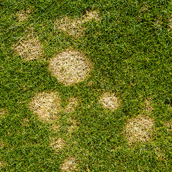 Tui fungal lawn problem dollar spot
