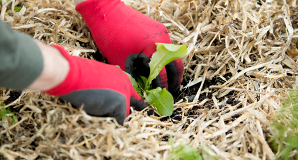 Winter garden preparation