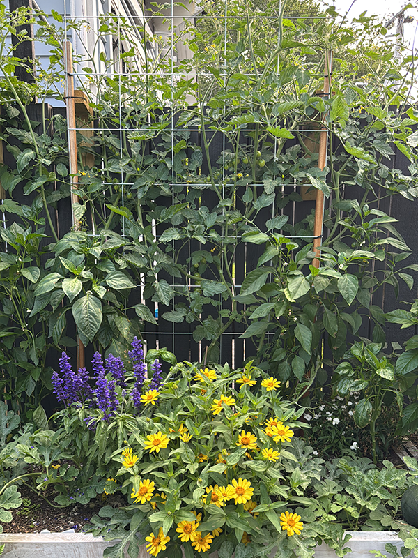 Tui Jenna's tomato frame