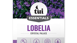 Lobelia - Crystal Palace