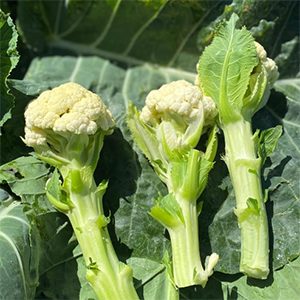 Tui Garden Zealandia istem cauliflower