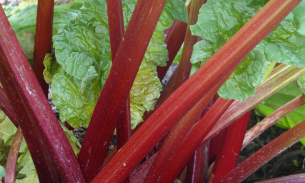 Rhubarb relish