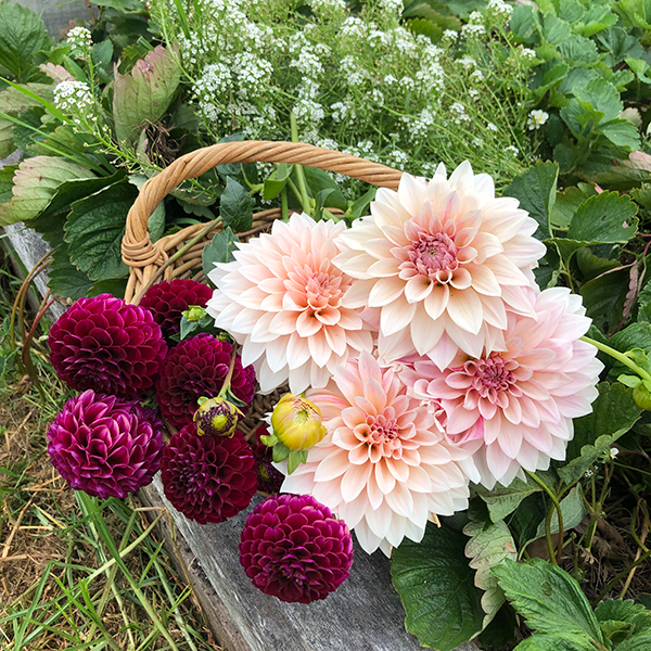 Pick dahlias in the morning for longer-lasting cut flowers