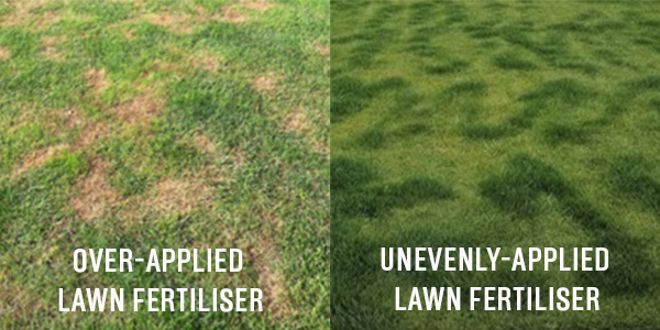 Tui unevenly or over-applied lawn fertiliser