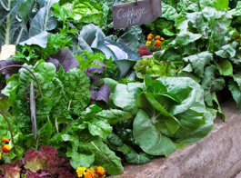 Vege Hub