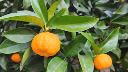 Mandarin Growing Guide