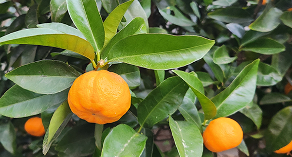 Tui How to grow mandarins