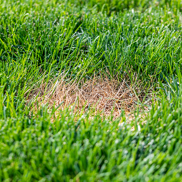 Tui fungal lawn problem brown spot