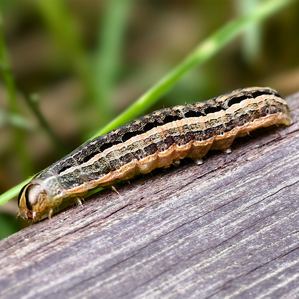 Tui common lawn pests armyworm