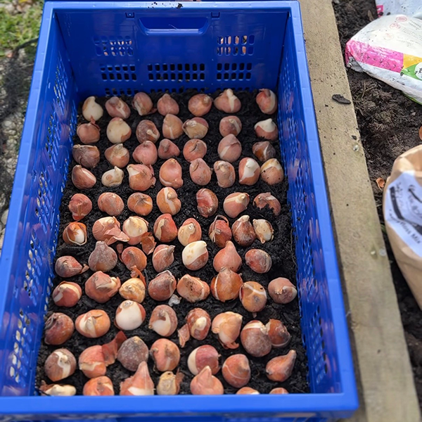 Tui tulip bulbs planted in crate