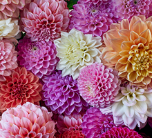 Dahlia Growing Guide