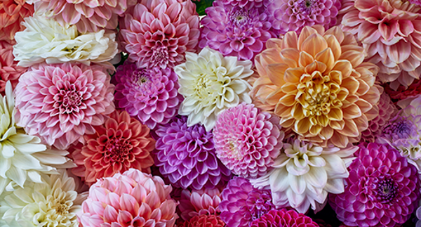 Tui dahlia growing guide